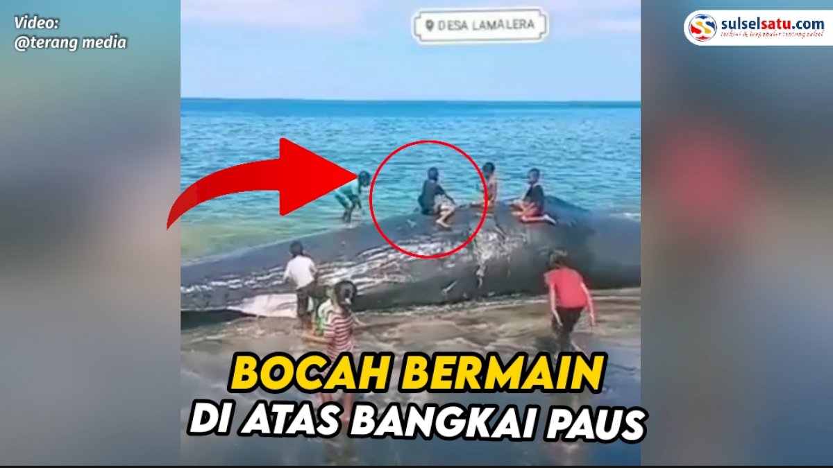 VIDEO: Sejumlah Bocah di NTT Bermain di Atas Bangkai Ikan Paus