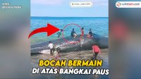 VIDEO: Sejumlah Bocah di NTT Bermain di Atas Bangkai Ikan Paus