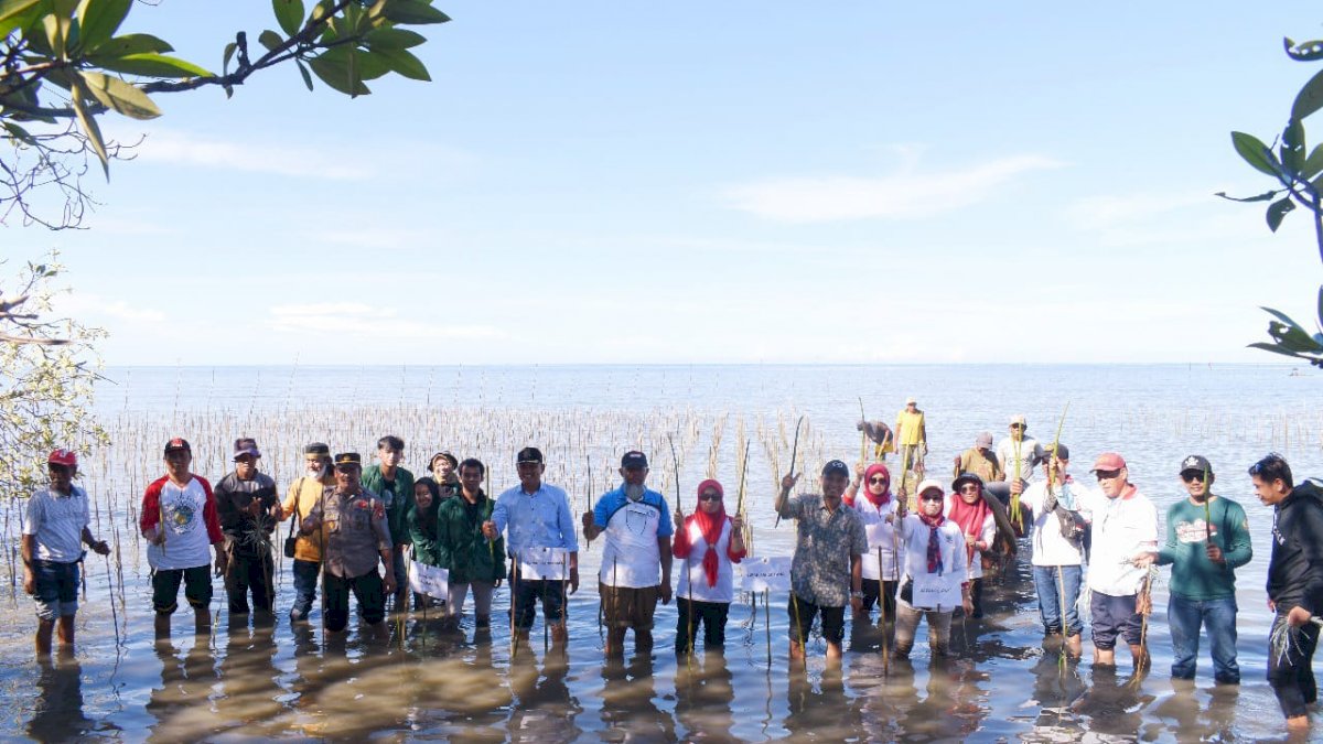 Rawat Ekosistem, CDK Bosowasi Tanam 38 Ribu Batang Mangrove di Pancaitana Bone