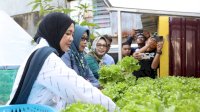 Kunjungi Longwis Bara-Baraya, Fatma Panen Selada