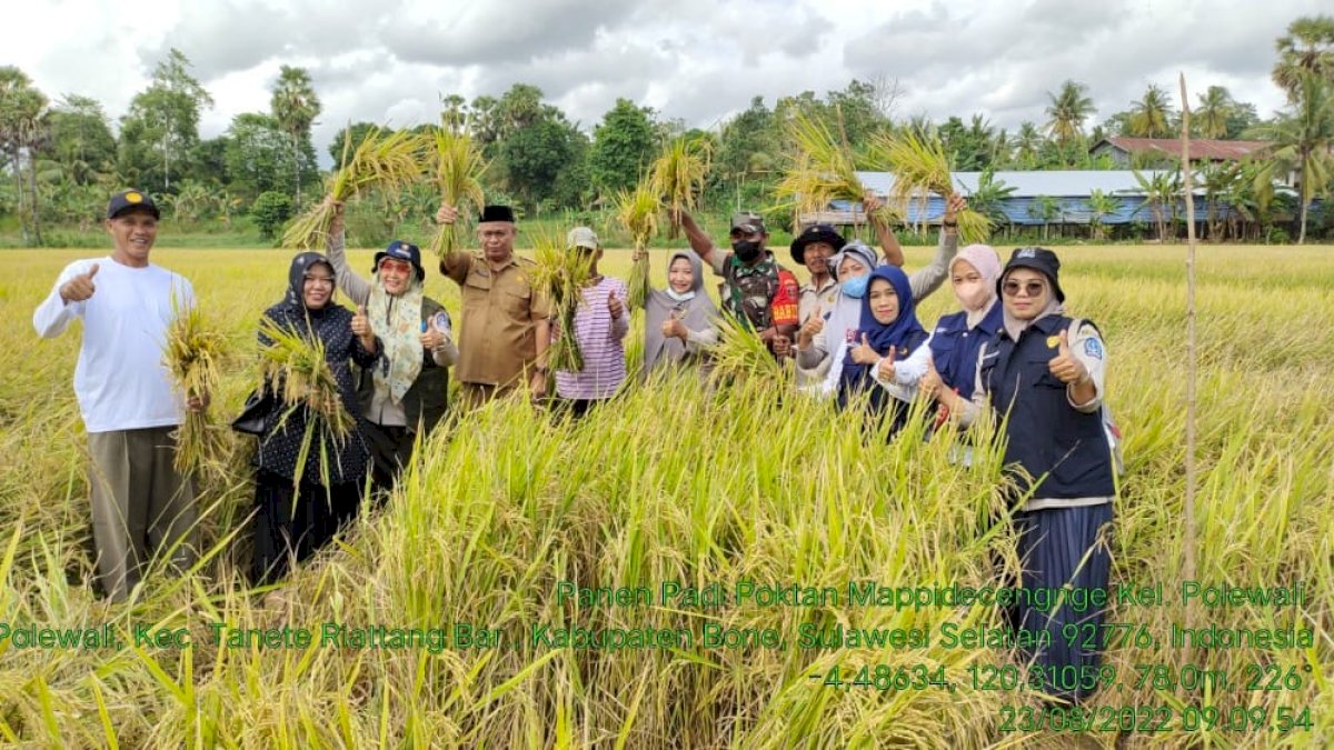 Bantuan Mandiri Benih Mulai Panen di Bone, Hasilnya Berkisar 8 Hingga 10 Ton Per Hektar