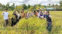 Bantuan Mandiri Benih Mulai Panen di Bone, Hasilnya Berkisar 8 Hingga 10 Ton Per Hektar