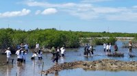 Bawa Misi Keberlanjutan, Amartha Tanam 4.000 Bibit Pohon Mangrove di Pulau Tanakeke