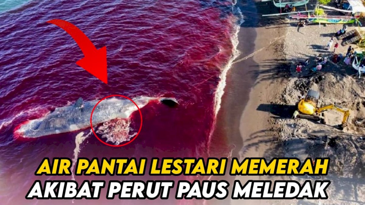 VIDEO: Air Pantai Lestari Memerah Akibat Perut Paus Meledak saat Dievakuasi