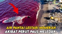 VIDEO: Air Pantai Lestari Memerah Akibat Perut Paus Meledak saat Dievakuasi
