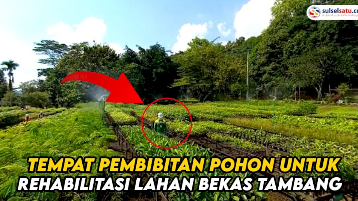 VIDEO: Nursery PT Vale, Tempat Pembibitan Pohon untuk Rehabilitasi Lahan Bekas Tambang