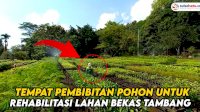 VIDEO: Nursery PT Vale, Tempat Pembibitan Pohon untuk Rehabilitasi Lahan Bekas Tambang