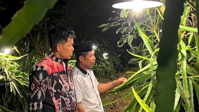 PLN memberi bantuan 500 bohlam untuk petani buah naga di Sinjai Sulsel (dokumen: PLN UIW Sulselrabar).