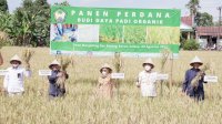 Panen Perdana Padi Organik, Langkah Awal Pemkab Gowa Dorong Penggunaan Pupuk Organik ke Petani