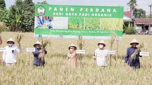 Panen perdana padi organik di Desa Manjalling Kecamatan Bajeng Barat, Gowa (dokumen: Pemkab Gowa). 
