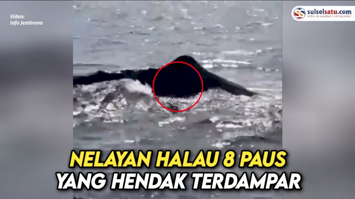 VIDEO : Heroik, Nelayan Halau 8 Paus yang Hendak Terdampar