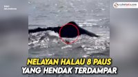 VIDEO : Heroik, Nelayan Halau 8 Paus yang Hendak Terdampar
