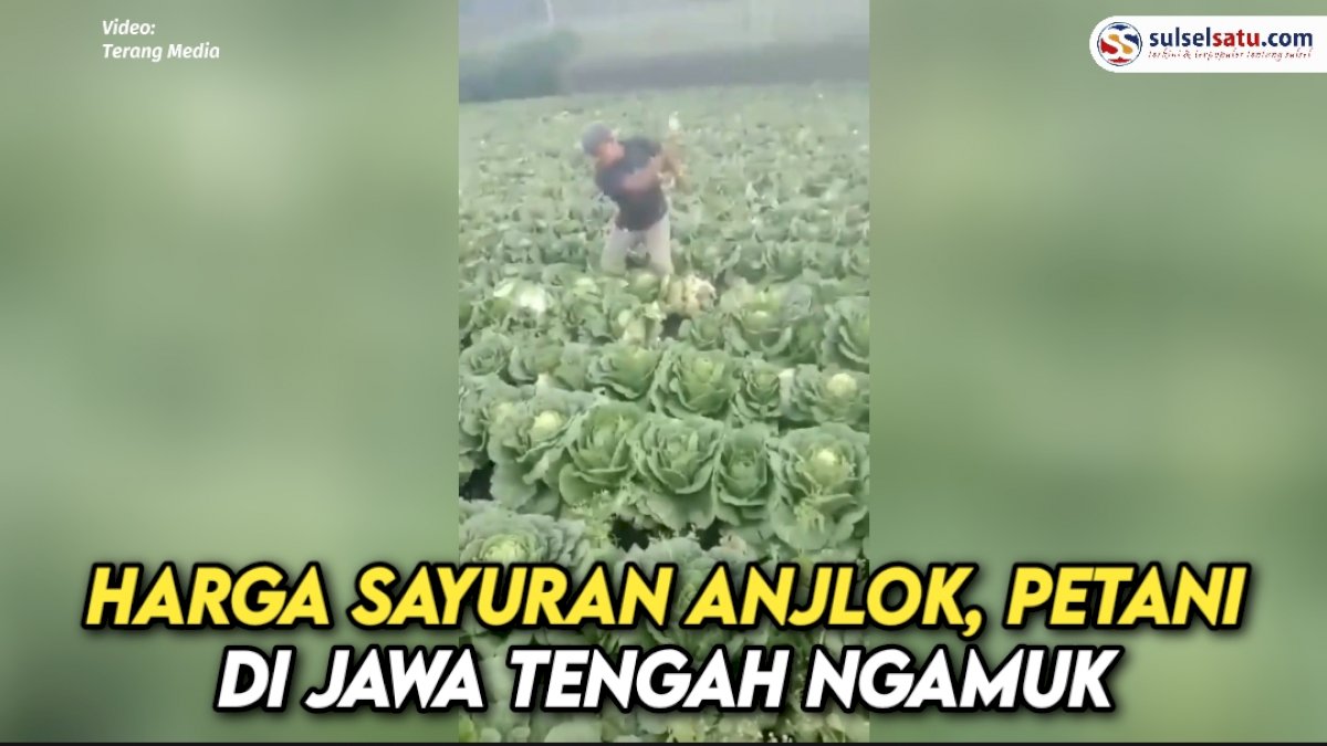 VIDEO: Harga Sayuran Anjlok, Petani di Jawa Tengah Ngamuk 