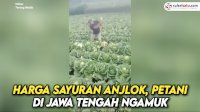 VIDEO: Harga Sayuran Anjlok, Petani di Jawa Tengah Ngamuk&nbsp;