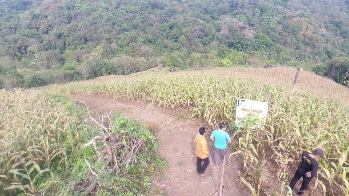 Program Desa Bangkit Sejahtera Yayasan Hadji Kalla Bantu Tingkatkan Produktivitas Petani