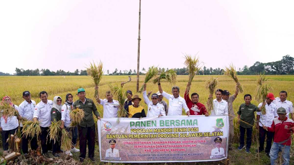 Gunakan Benih Padi Bantuan Gubernur, Petani di Sidrap Akui Produksinya Meningkat