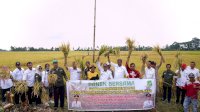 Gunakan Benih Padi Bantuan Gubernur, Petani di Sidrap Akui Produksinya Meningkat
