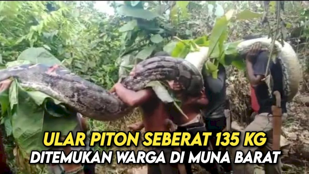 VIDEO: Ular Piton Raksasa Seberat 135 Kg Ditemukan Warga Muna Barat