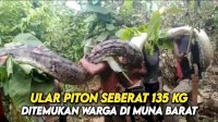 VIDEO: Ular Piton Raksasa Seberat 135 Kg Ditemukan Warga Muna Barat