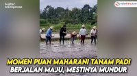 VIDEO: Aksi Puan Maharani Tanam Padi Berjalan Maju, Netizen: Mestinya Mundur