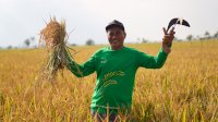 Giliran Petani di Wajo Apresiasi Program Mandiri Benih Ala Gubernur Sulsel