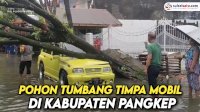 VIDEO: Pohon Tumbang Timpa Mobil di Kabupaten Pangkep