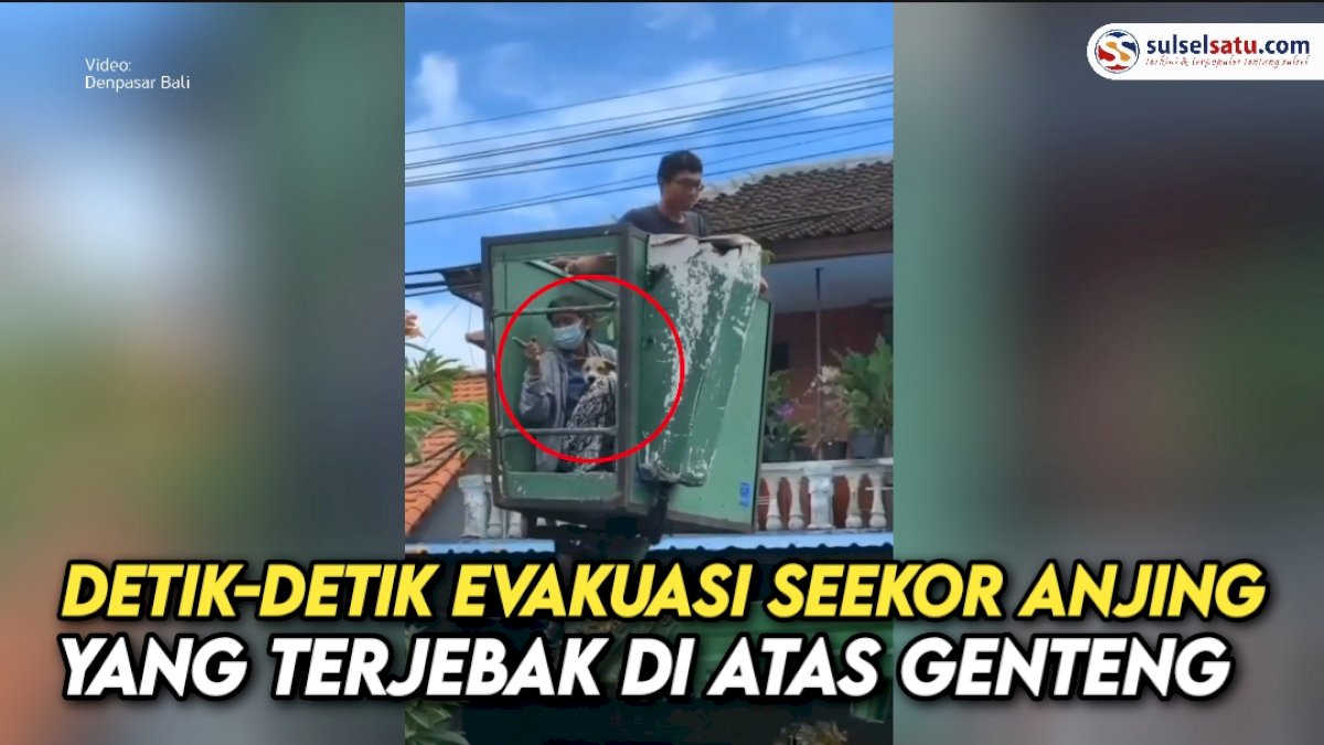 VIDEO:  Detik-detik Evakuasi Seekor Anjing yang Terjebak di Atas Genteng
