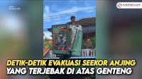 VIDEO: Detik-detik Evakuasi Seekor Anjing yang Terjebak di Atas Genteng