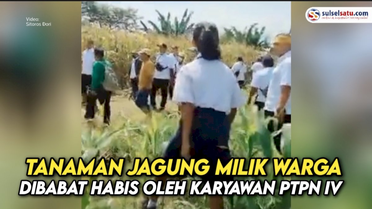 VIDEO: Tanaman Jagung Milik Warga Dibabat Habis oleh Karyawan PTPN IV
