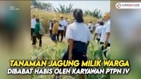 VIDEO: Tanaman Jagung Milik Warga Dibabat Habis oleh Karyawan PTPN IV