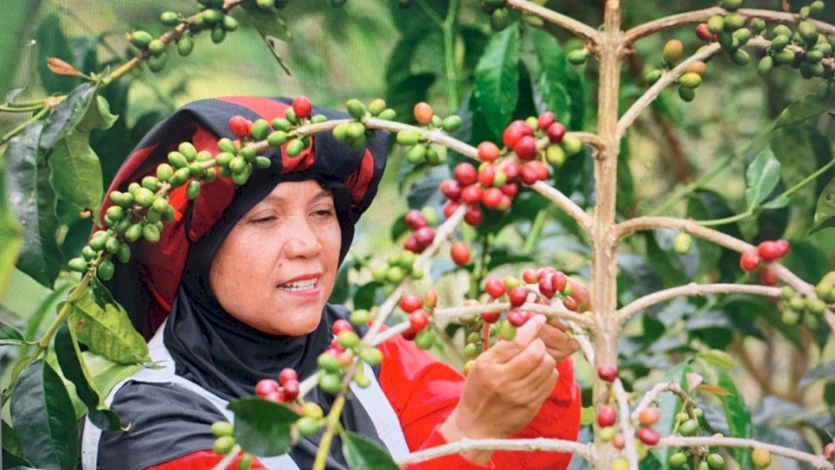 Buah Kopi Takengon Aceh Sampai ke Amerika Serikat, Ini Buah Pemberdayaan UMKM BRI