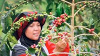 Buah Kopi Takengon Aceh Sampai ke Amerika Serikat, Ini Buah Pemberdayaan UMKM BRI