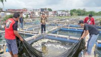 Pembudidaya Harap Dibantu Gubernur Sulsel Mesin Pembuat Pakan, Atasi Harga Makanan Ikan Semakin Tinggi