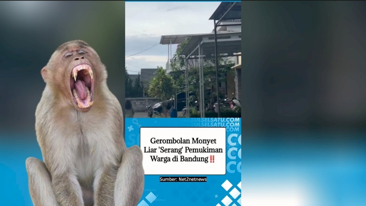 VIDEO: Gerombolan Monyet Liar ‘Serang’ Pemukiman Warga di Bandung