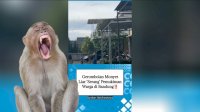 VIDEO: Gerombolan Monyet Liar &#8216;Serang&#8217; Pemukiman Warga di Bandung