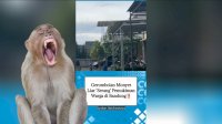 VIDEO: Gerombolan Monyet Liar ‘Serang’ Pemukiman Warga di Bandung