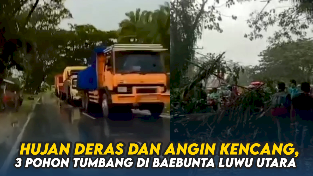VIDEO: Hujan Deras dan Angin Kencang, 3 Pohon Tumbang di Baebunta Luwu Utara
