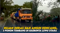 VIDEO: Hujan Deras dan Angin Kencang, 3 Pohon Tumbang di Baebunta Luwu Utara