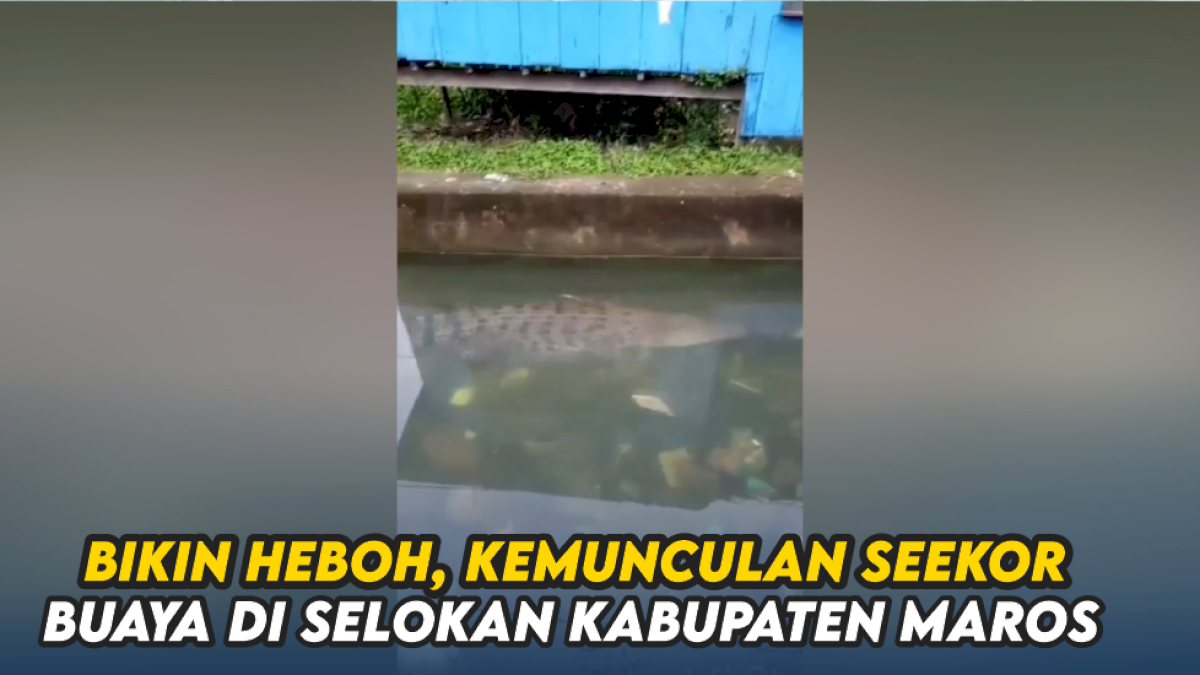 VIDEO: Bikin Heboh, Kemunculan Seekor Buaya di Selokan Kabupaten Maros