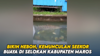 VIDEO: Bikin Heboh, Kemunculan Seekor Buaya di Selokan Kabupaten Maros