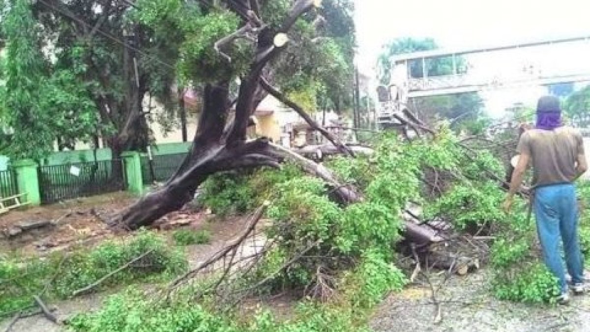 Dalam 2 Hari, DLH Makassar Catat 8 Pohon Tumbang Akibat Angin Kencang