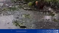 VIDEO: Pohon Tumbang Depan SMP 1 Patampanua, Akses Pinrang-Polman Sempat Terputus