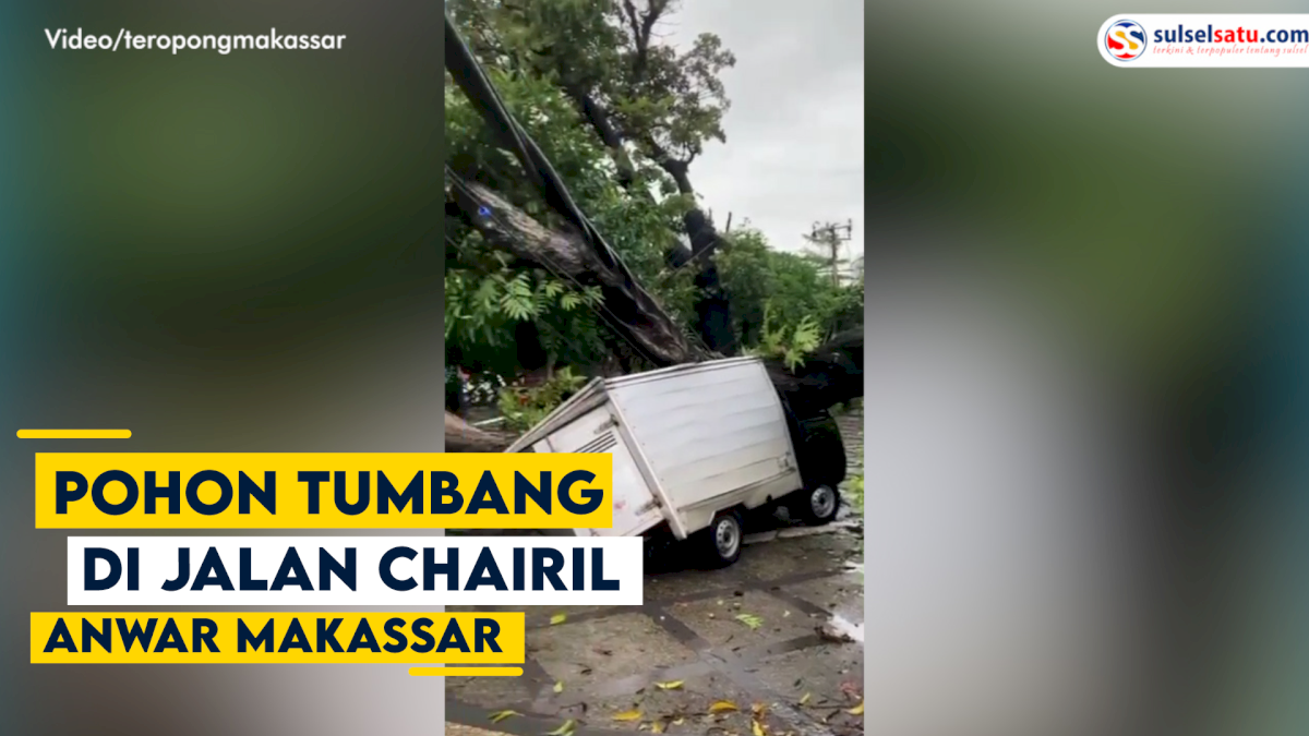 VIDEO: Pohon Tumbang di Jalan Chairil Anwar Makassar, Timpa 2 Mobil