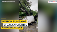 VIDEO: Pohon Tumbang di Jalan Chairil Anwar Makassar, Timpa 2 Mobil