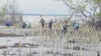 DKP Sulsel Bersama Masyarakat Pelestari Lingkungan Tanam 40 Ribu Batang Mangrove di Pesisir Wajo