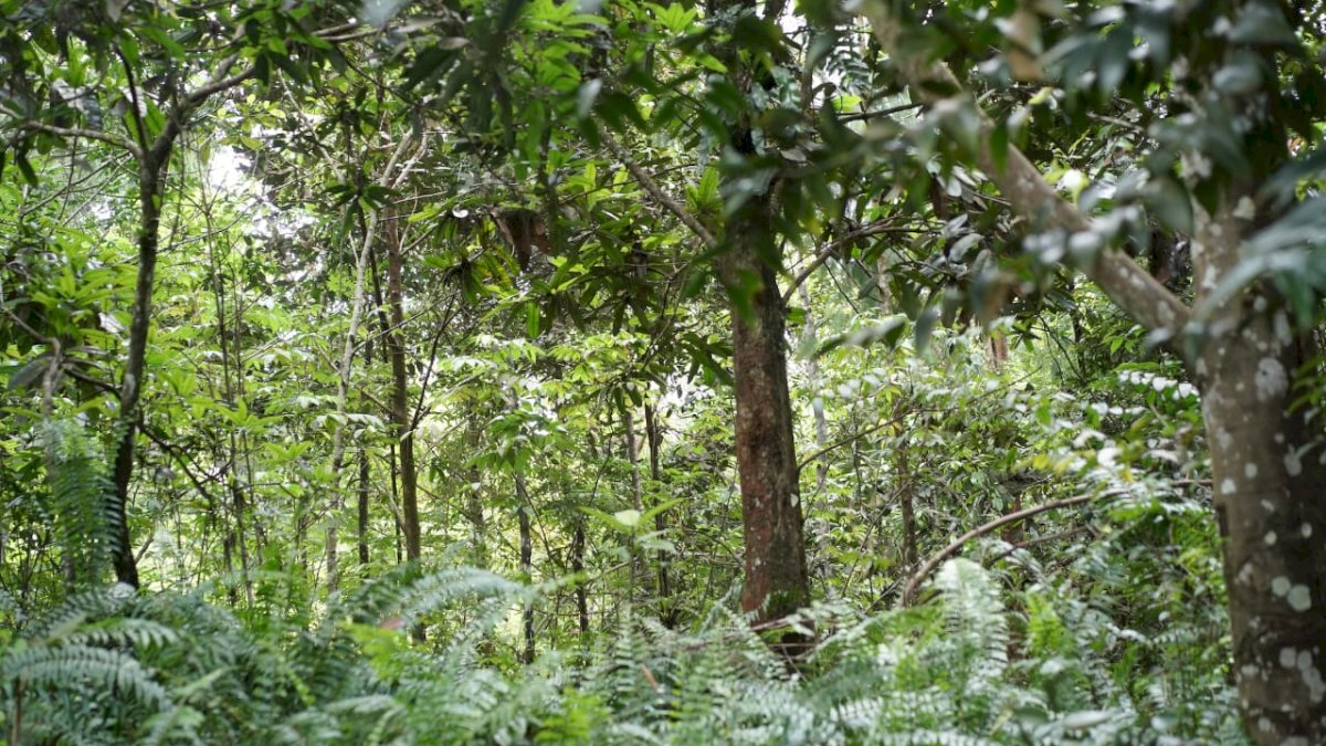Tidak Lepas Tangan, PT Vale Ubah Lahan Bekas Tambang Jadi Hutan Rimbun