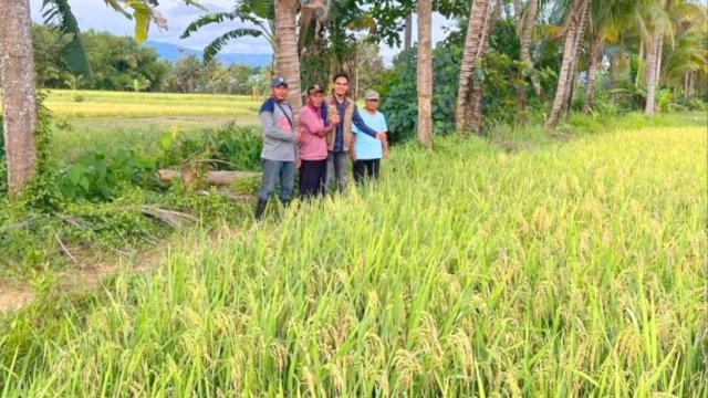 Anggota DPRD Kolaka Firlan M Alimsyah yang melihat langsung padi organik (dokumen: istimewa).