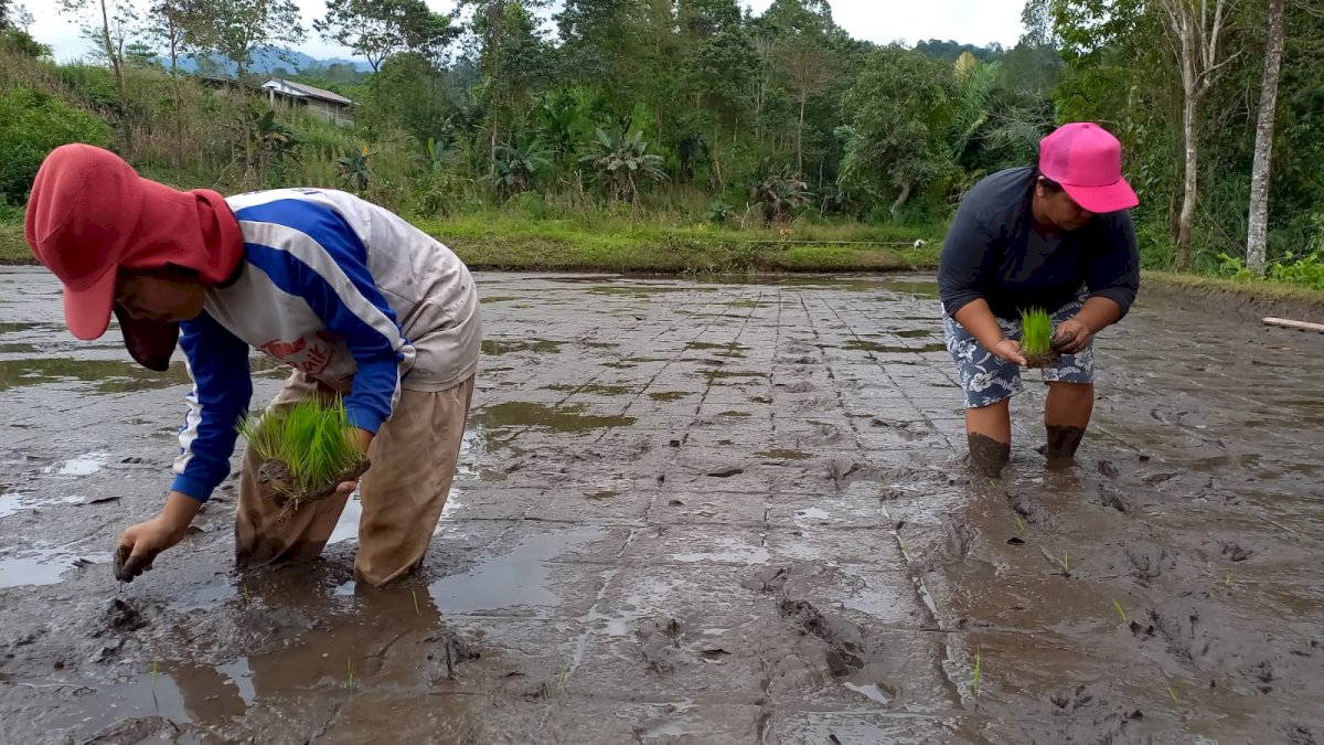 Tidak Hanya Untung, Pertanian Organik PT Vale Sehatkan Bumi dan Masyarakat