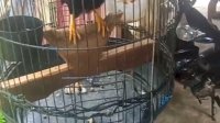VIDEO: Viral, Burung Beo Ini Terkena Sindrom ‘Kamu Nanya’
