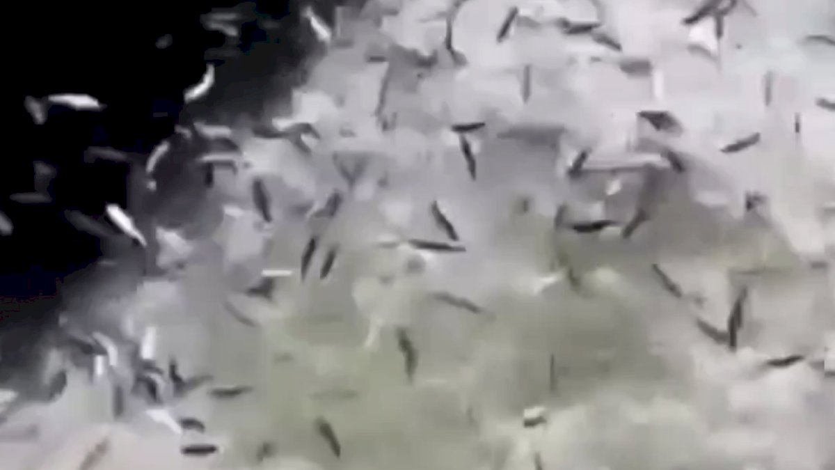 VIDEO: Fenomena Upwelling, Ribuan Ikan Berlompatan ke Pesisir Pantai di Pulau Bidadari